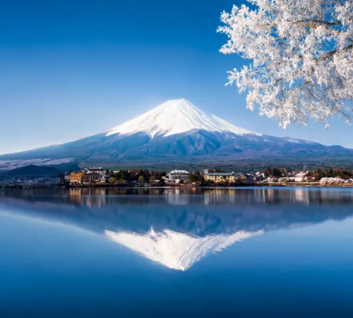 Essence of Japan Cherry Blossom